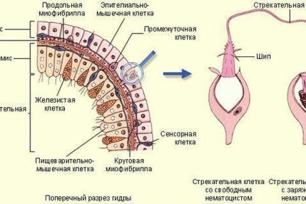 Kraken найдется все